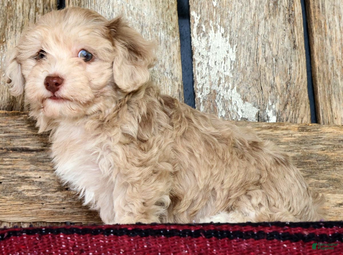 Havapoo dogs Molly - Ad 1