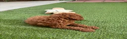 Standard Poodle dogs for sale: Max - Ad 5