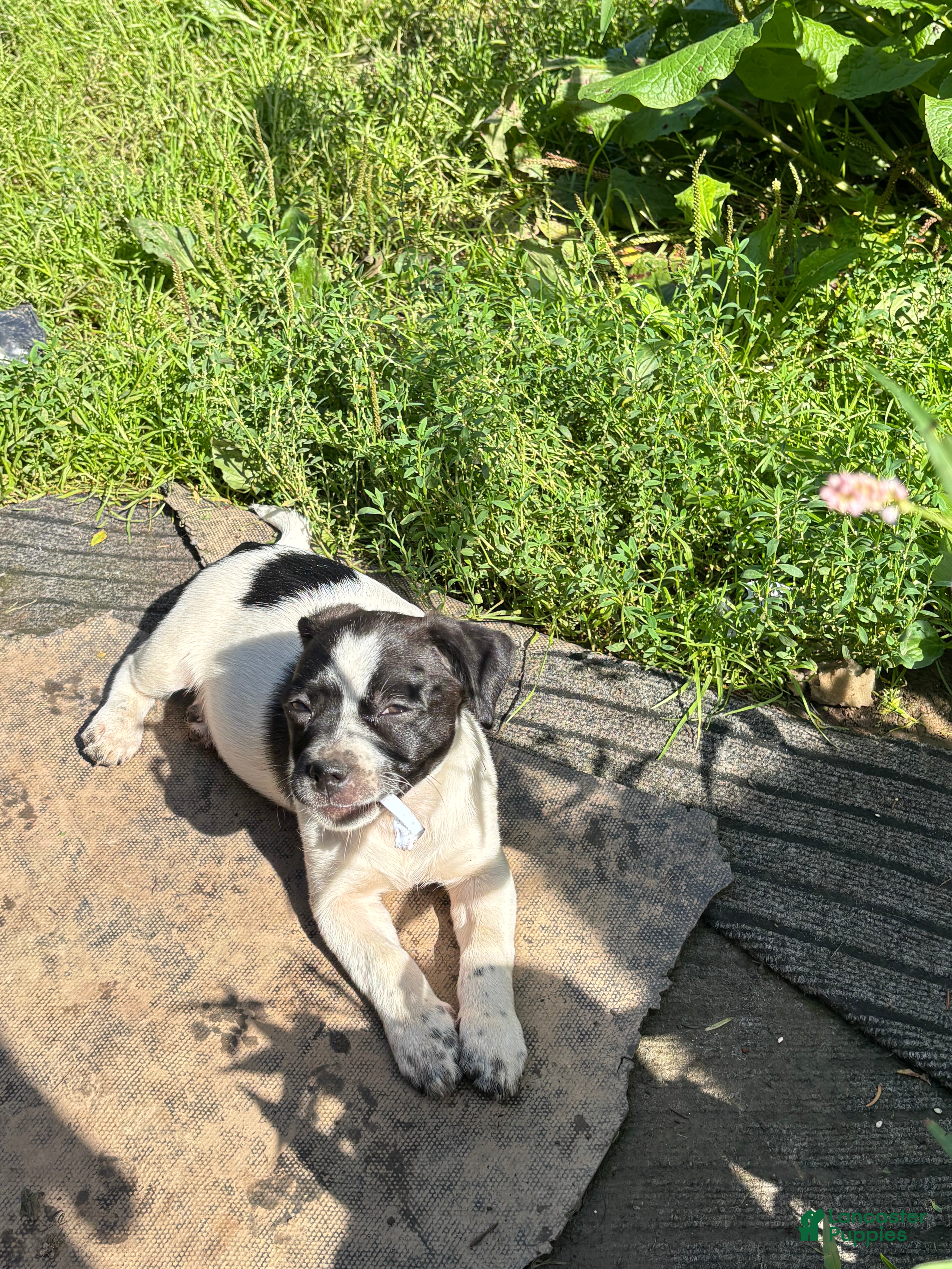 Mixed Breed dogs Dot - Ad 29