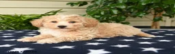Bichpoo dogs for sale: Jordan - Ad 4