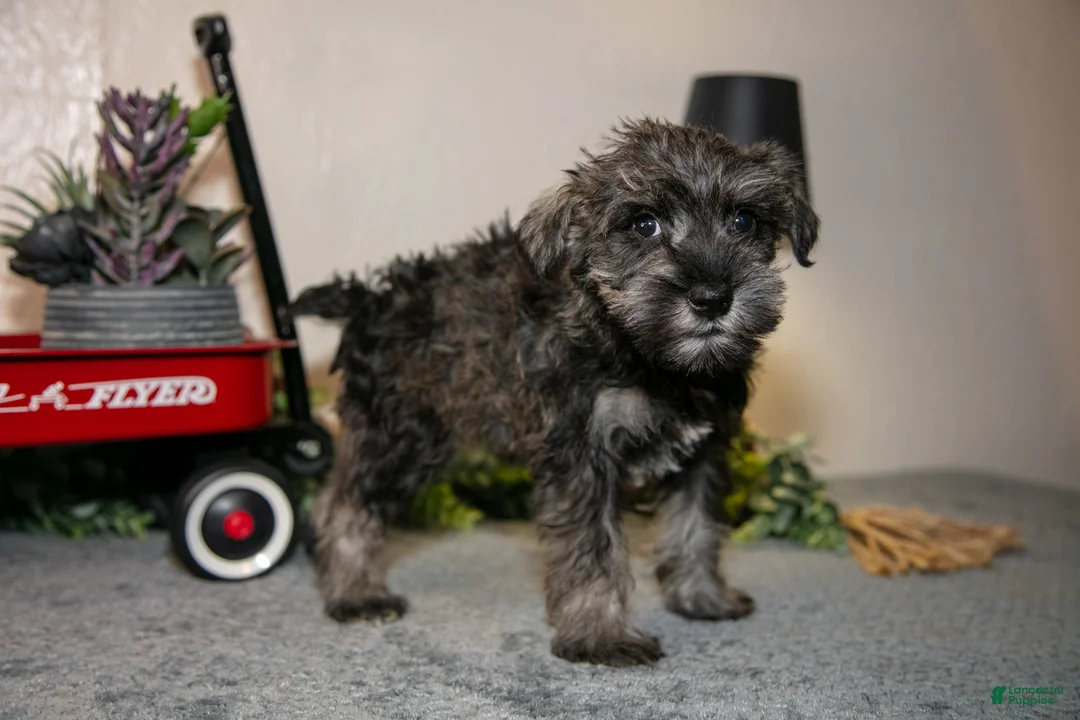 Miniature Schnauzer dogs for sale: Roberta - Ad 2