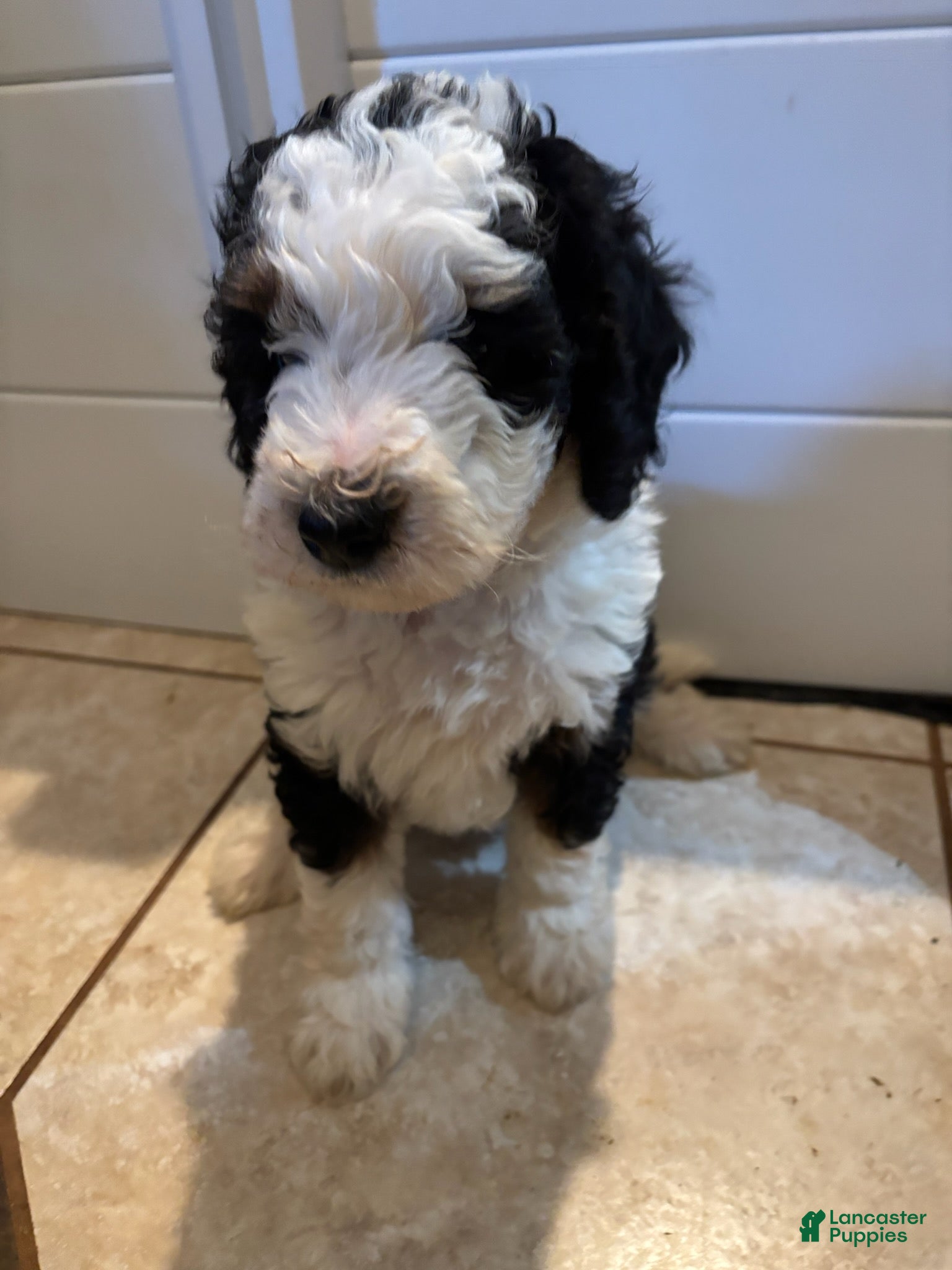 Mini Bernedoodle dogs for sale: Maggie - Ad 2