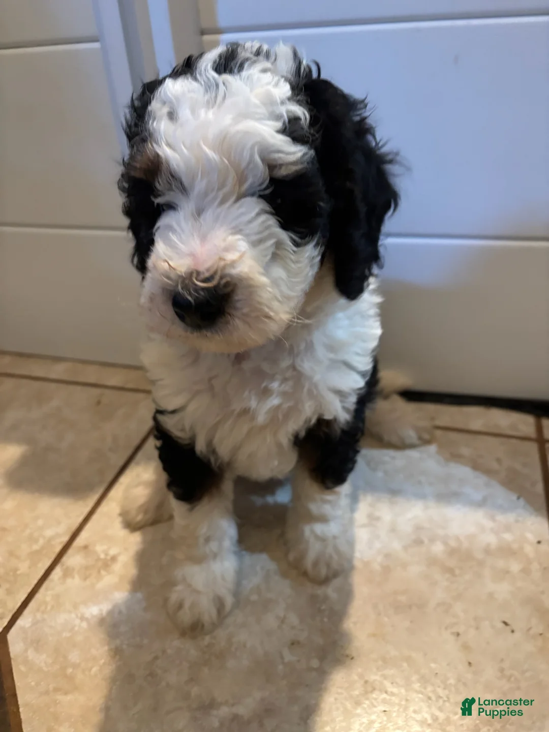 Mini Bernedoodle dogs for sale: Maggie - Ad 2
