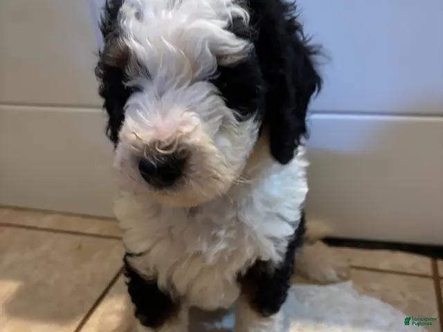 Mini Bernedoodle dogs for sale: Maggie - Ad 2