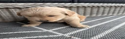 Golden Retriever dogs for sale: Fletcher - Ad 12
