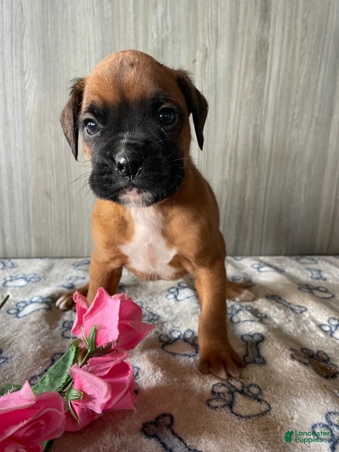 Boxer dogs for sale: Buster - Ad 2