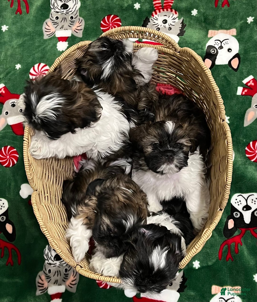 Shih Tzu dogs for sale: Shih Tzu Puppy 3 - Ad 3