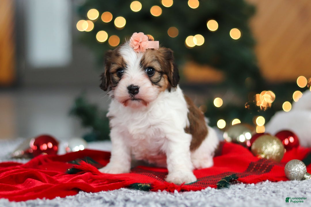 Cavachon dogs for sale: Dixie  - Ad 7