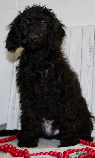 Miniature Labradoodle dogs Duke - Ad 2