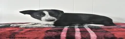 Mixed Breed dogs for sale: Buelah - Ad 3