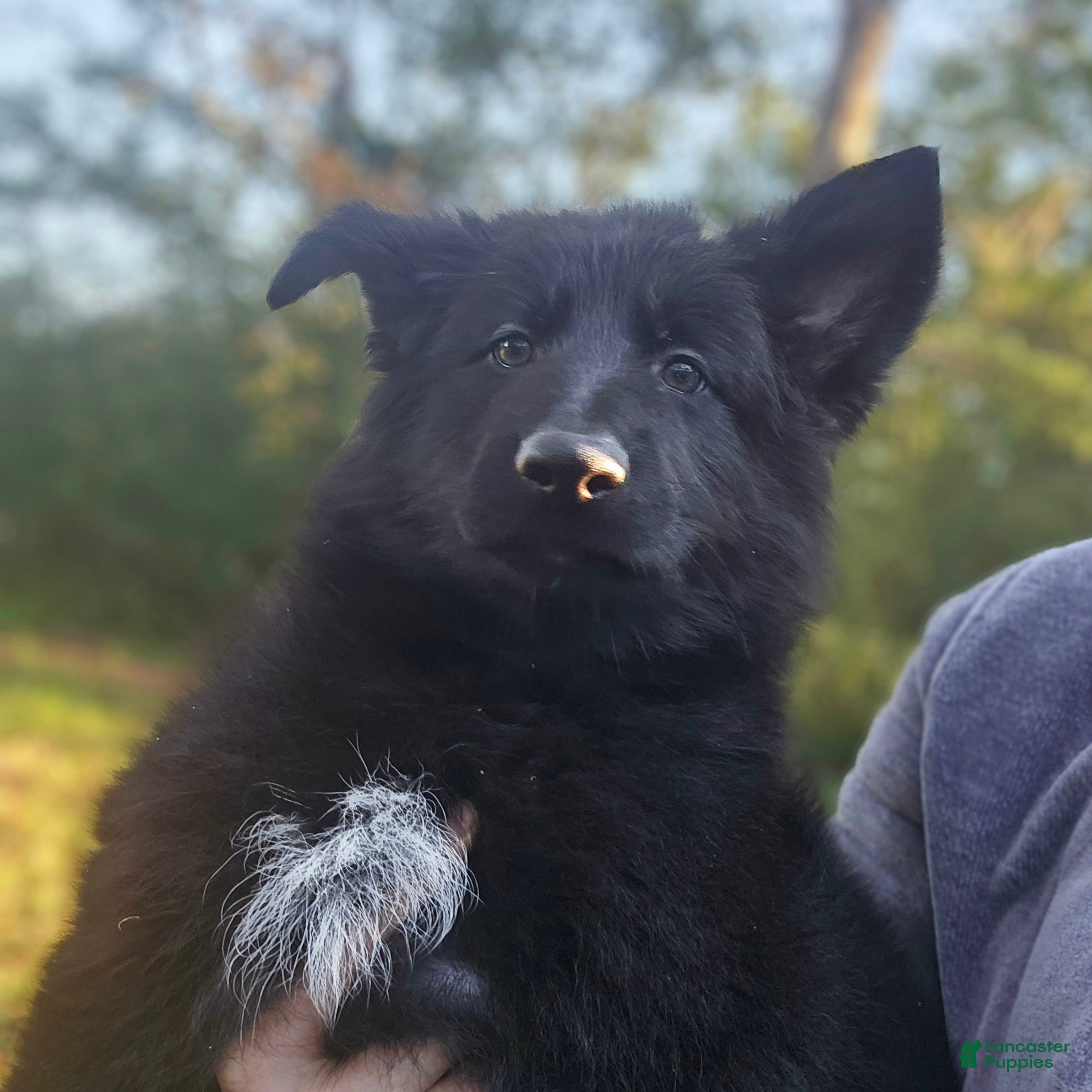 German Shepherd dogs for sale: German Shepherd 3 - Ad 1