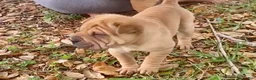 Shar Pei dogs for sale: Goose - Ad 30