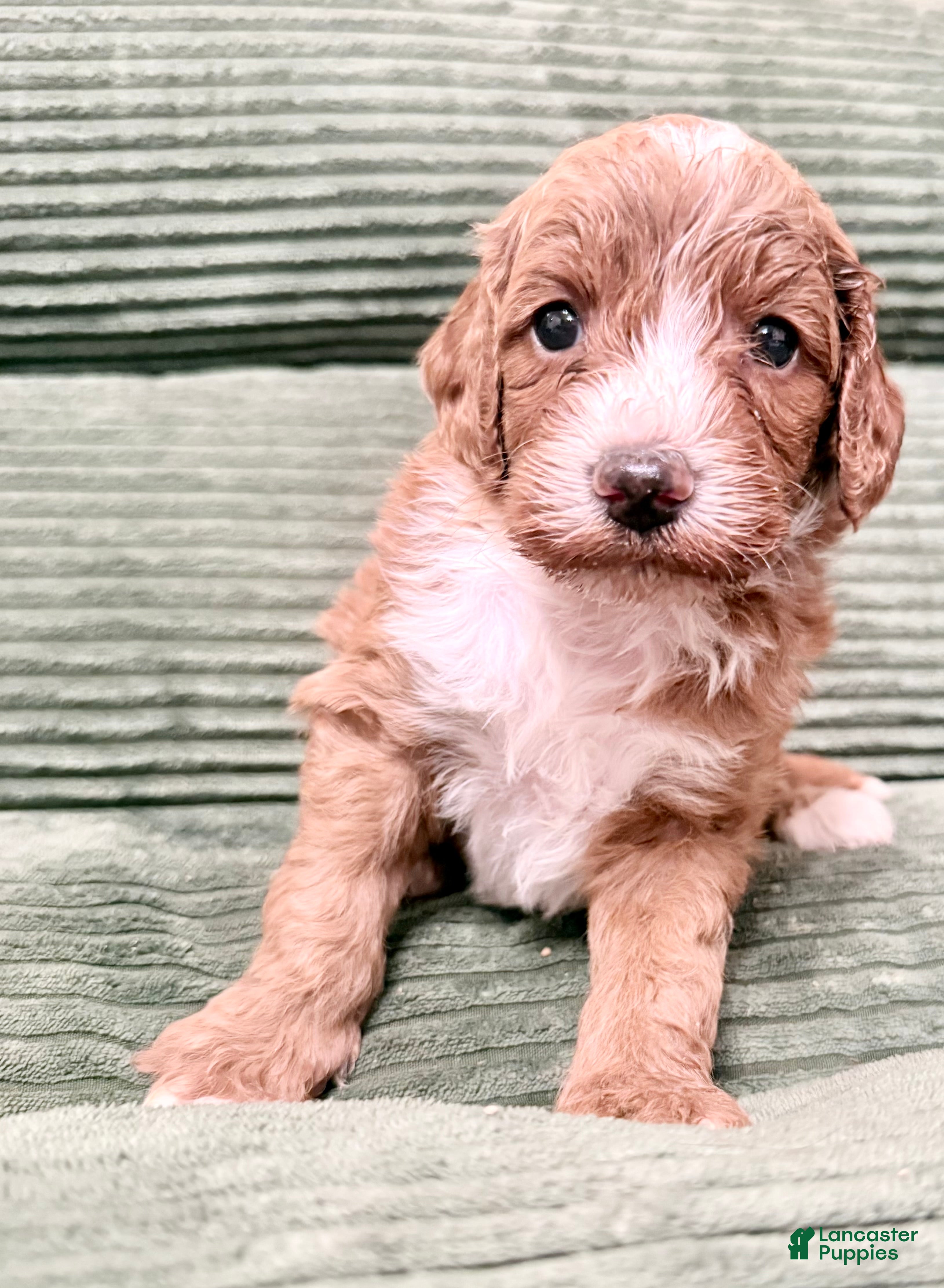 Irish Doodle dogs Irish Doodle Puppy 7 - Ad 1