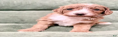 Irish Doodle Puppy 7
