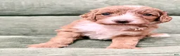Irish Doodle dogs for sale: Irish Doodle Puppy 7 - Ad 1
