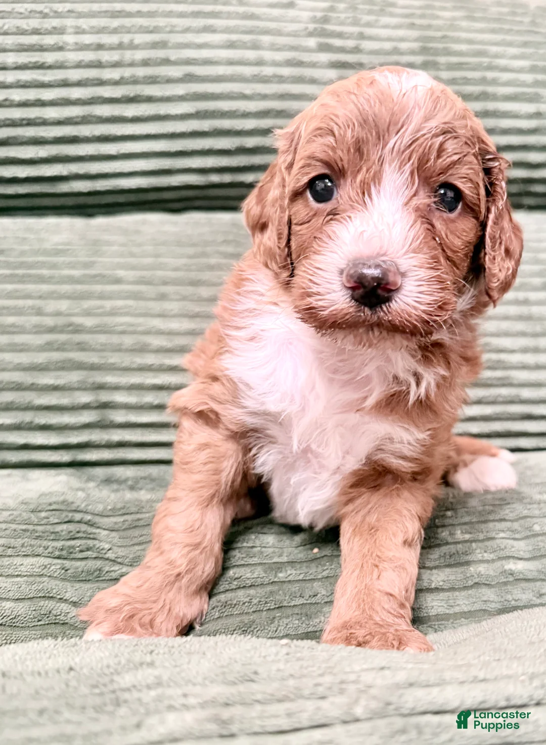 Irish Doodle dogs for sale: Irish Doodle Puppy 7 - Ad 1