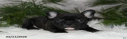 Frenchton dogs for sale: Franklin - Ad 4