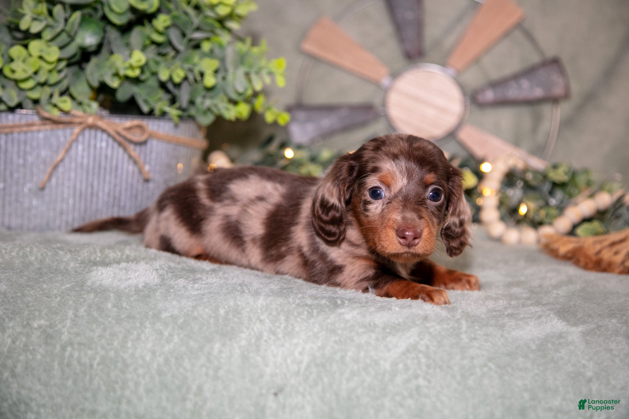 Miniature Dachshund dogs Fika - Ad 1
