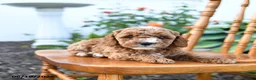 Mini Goldendoodle dogs for sale: Elmo - Ad 3