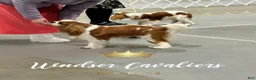 Cavalier King Charles Spaniel dogs for stud: Prince Philip Mountbarking Windsor  - Ad 17