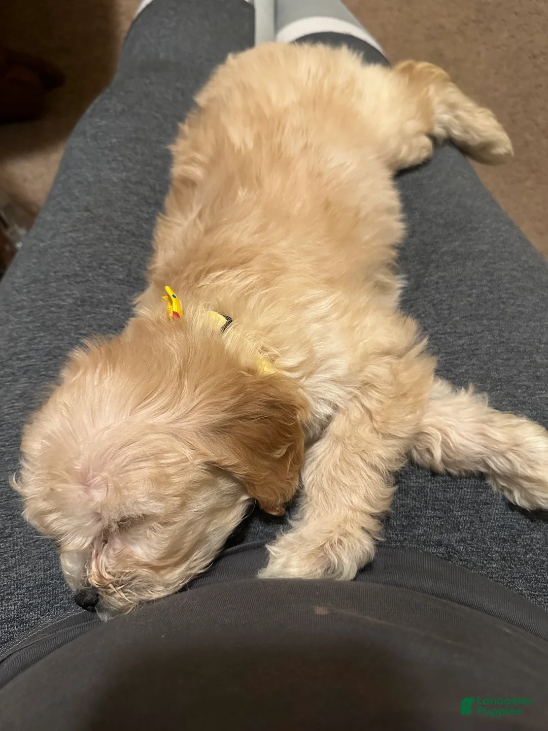 Cockapoo dogs for stud: kiki cockapoos  - Ad 8