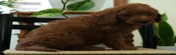 Mini Goldendoodle dogs for sale: Jordan - Ad 3