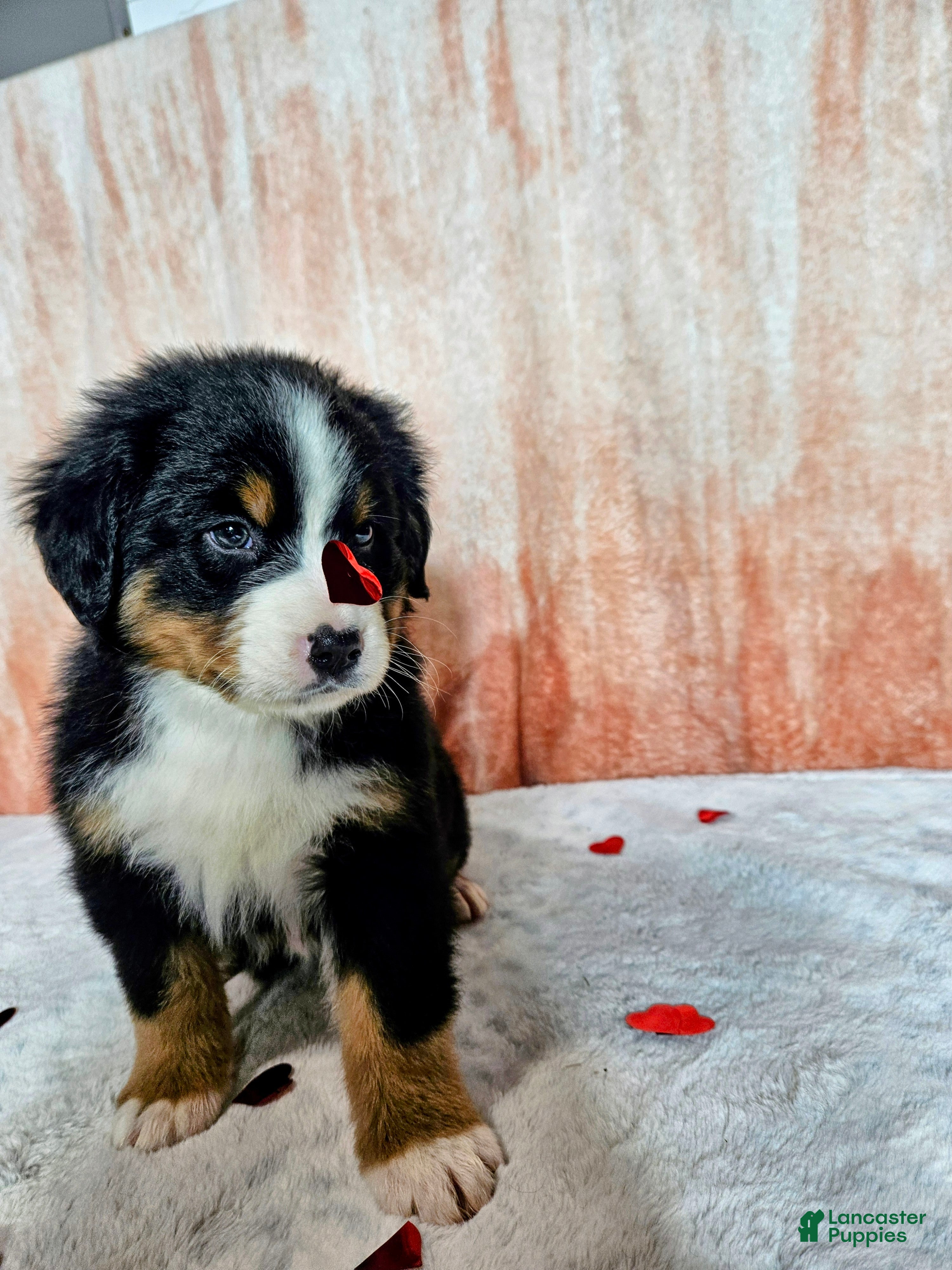 Bernese Mountain Dog dogs Everest  - Ad 2