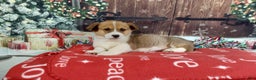 Welsh Corgi Pembroke dogs for sale: Welsh Corgi Pembroke Puppy 2 - Ad 4