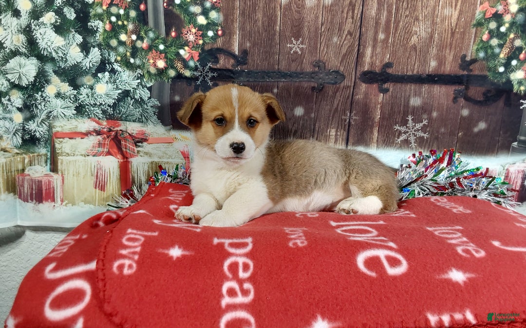 Welsh Corgi Pembroke dogs for sale: Welsh Corgi Pembroke Puppy 2 - Ad 4