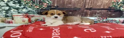 Welsh Corgi Pembroke dogs for sale: Welsh Corgi Pembroke Puppy 2 - Ad 4