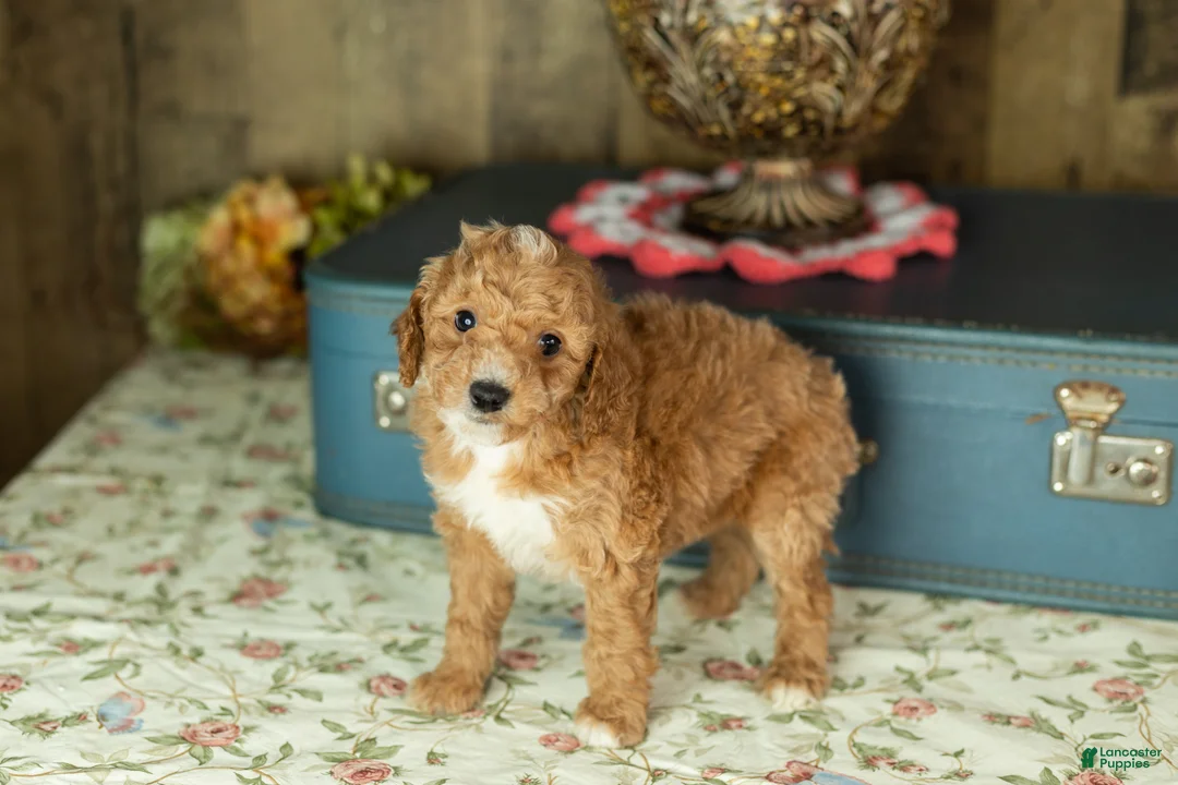 Mixed Breed dogs for sale: Toby  - Ad 2