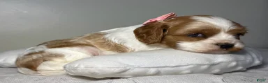 Mandy Cavalier King Charles Spaniel 