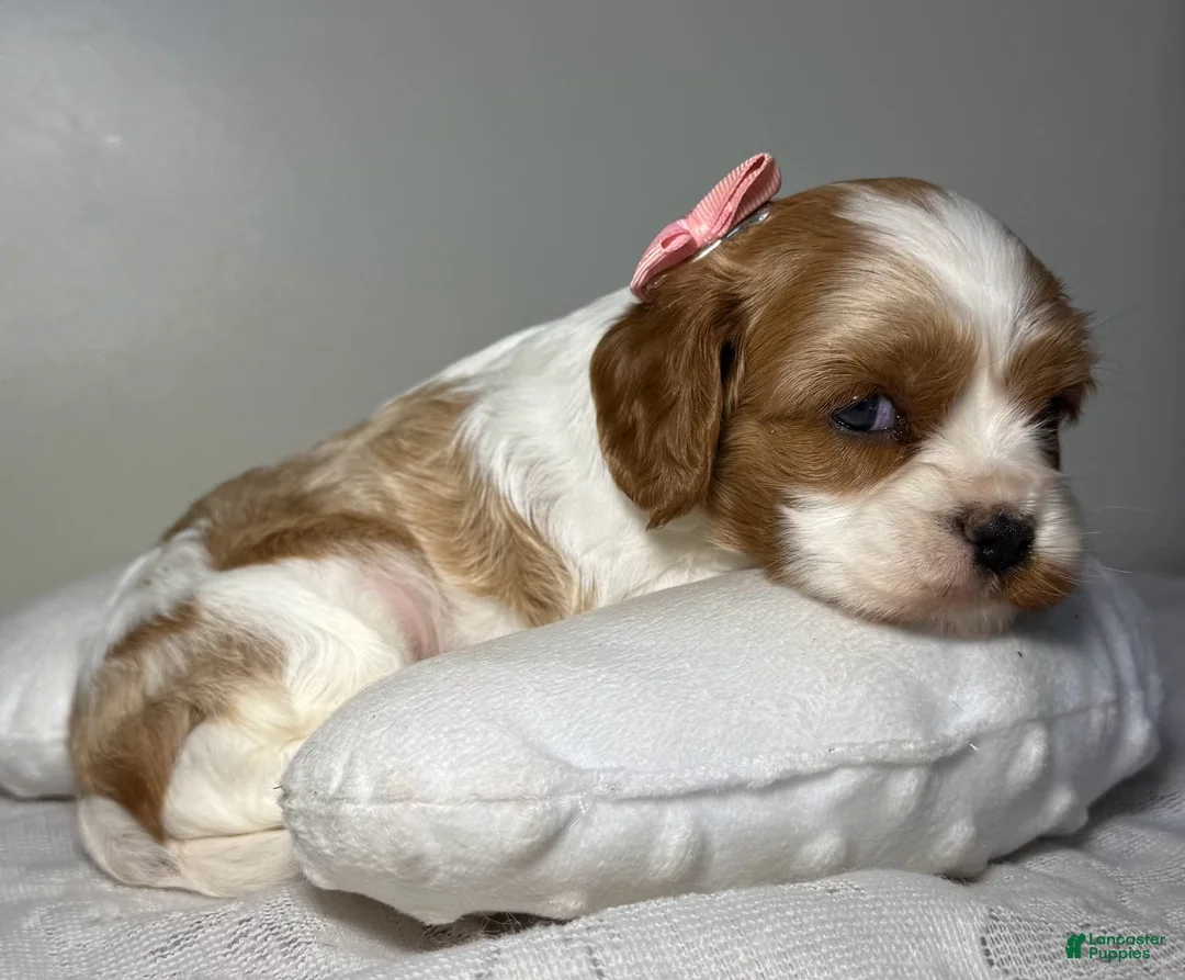 Cavalier King Charles Spaniel dogs for sale: Mandy Cavalier King Charles Spaniel  - Ad 1