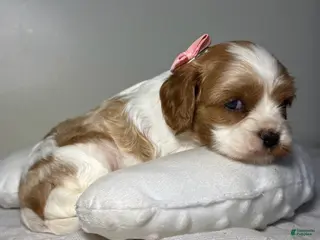 Cavalier King Charles Spaniel dogs Mandy Cavalier King Charles Spaniel - Ad 1