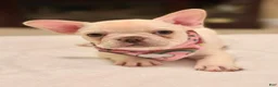 French Bulldog dogs for sale: 7 - Lilac Cream Female - Ad 2