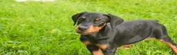 Doberman Pinscher dogs for sale: Reverie - Ad 8