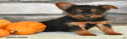 Yorkshire Terrier dogs for sale: Noah - Ad 4