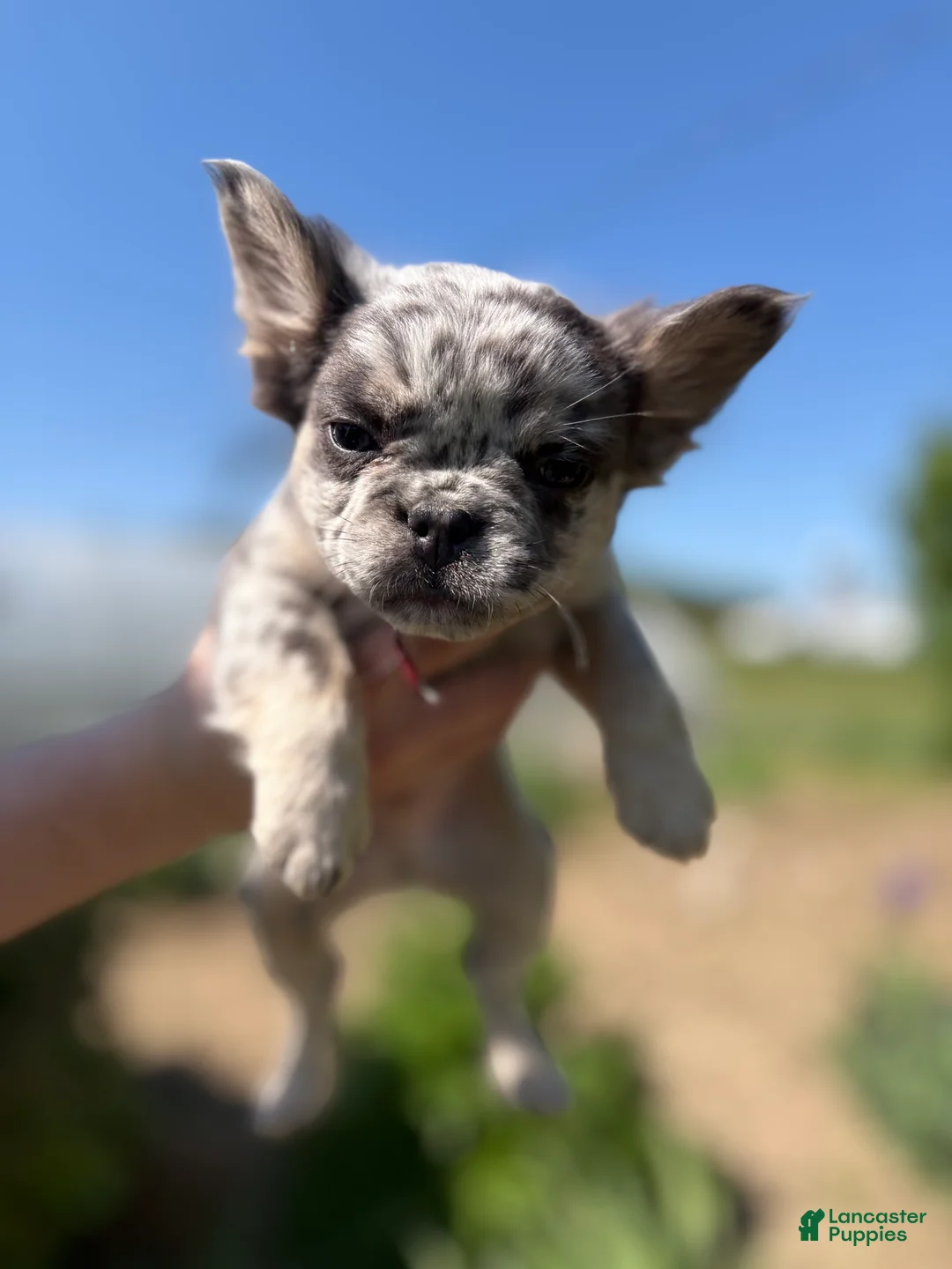 French Bulldog dogs for sale: Zane  - Ad 1