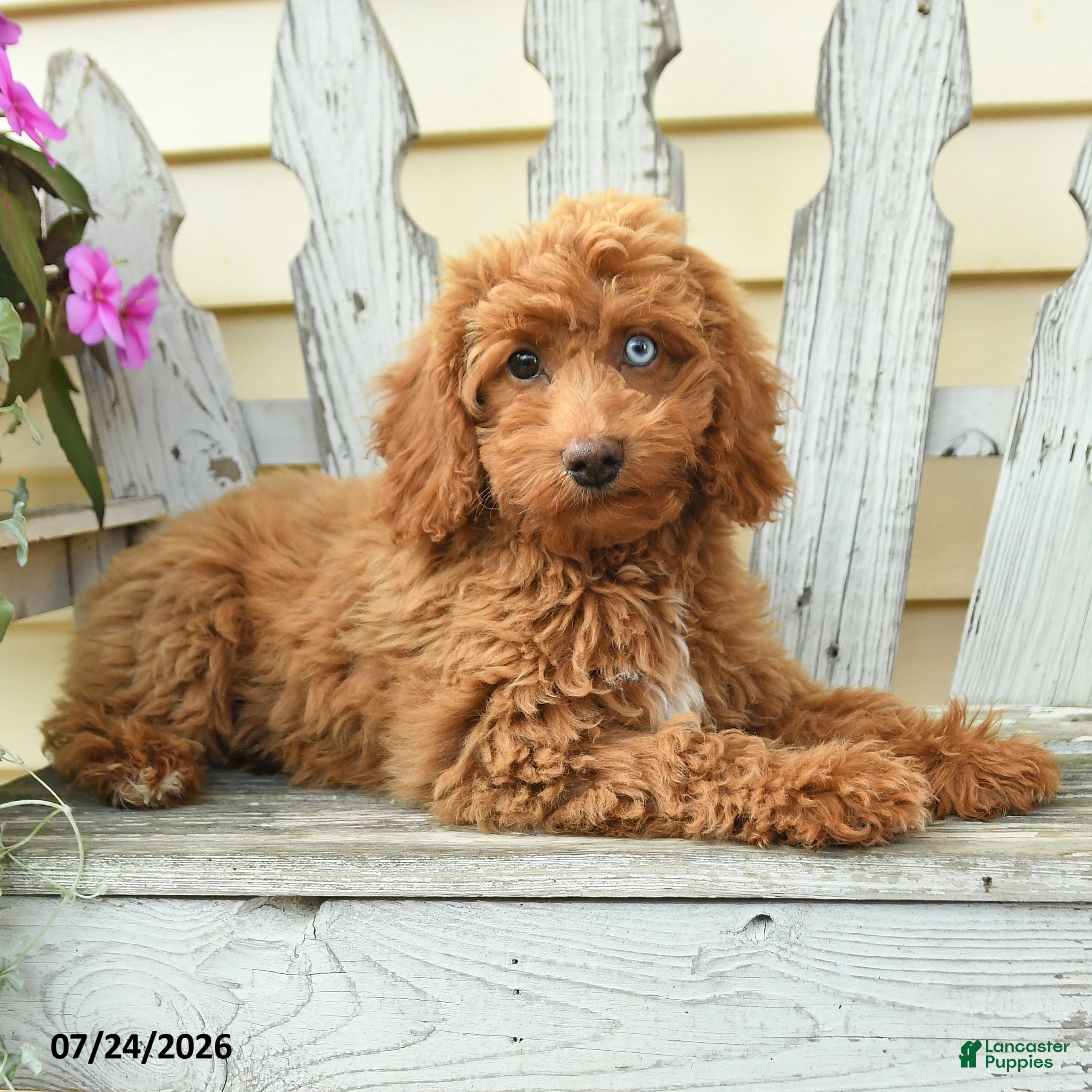 Aussiedoodle dogs Reva - Ad 2