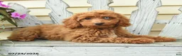 Aussiedoodle dogs for sale: Reva - Ad 2