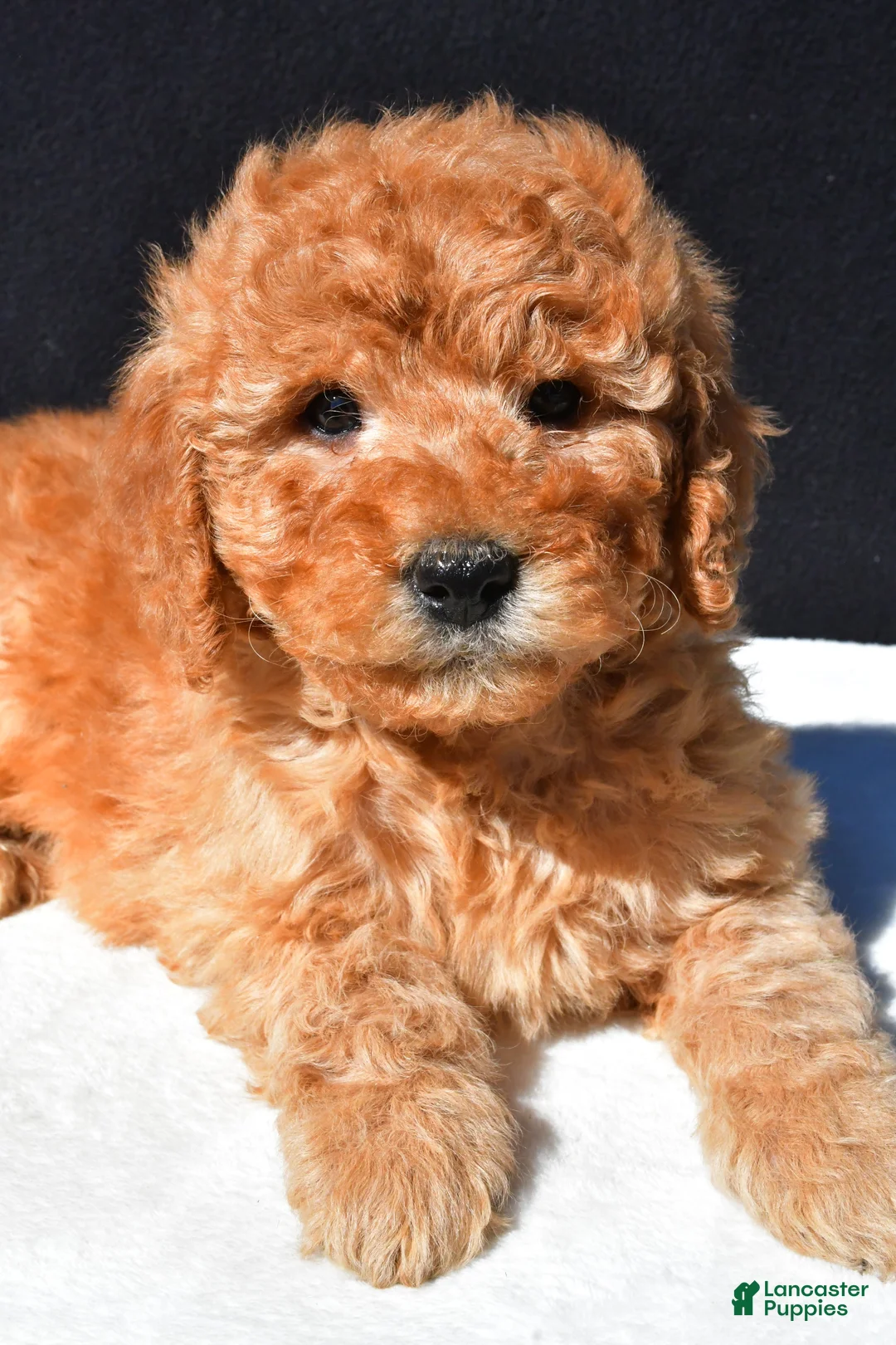 Mini Goldendoodle dogs for sale: Bo - Ad 10