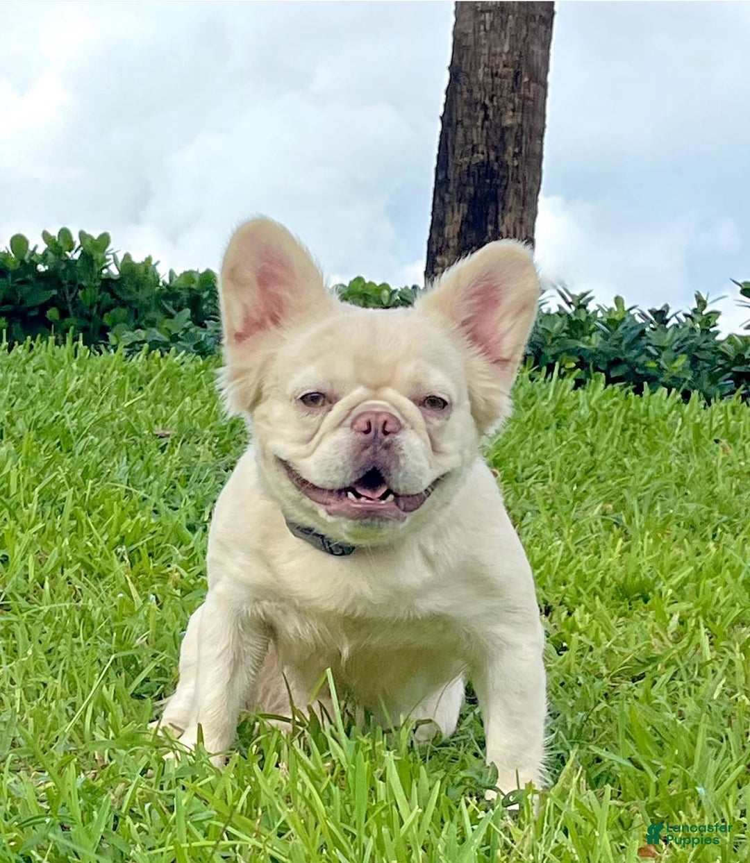 French Bulldog dogs for sale: Ella - Ad 4