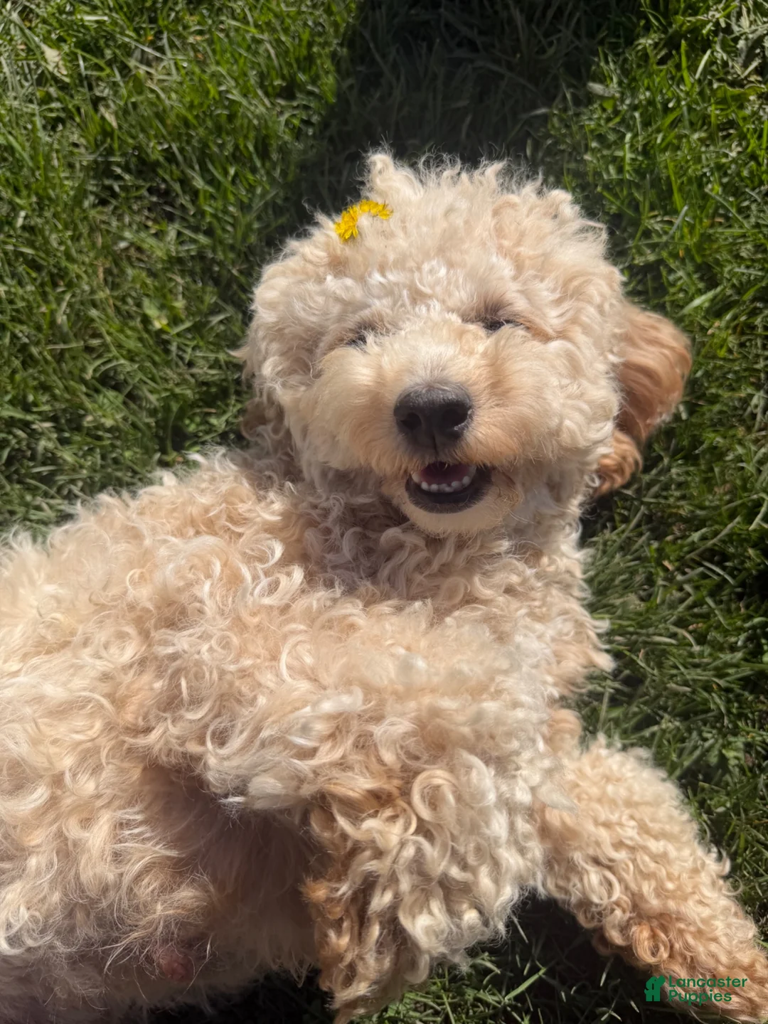 Maltipoo dogs for sale: Maltipoo 5 - Ad 8