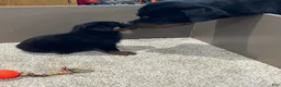 Rottweiler dogs for sale: Amber - Ad 4
