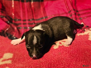 Chihuahua dogs Gregg - Ad 35