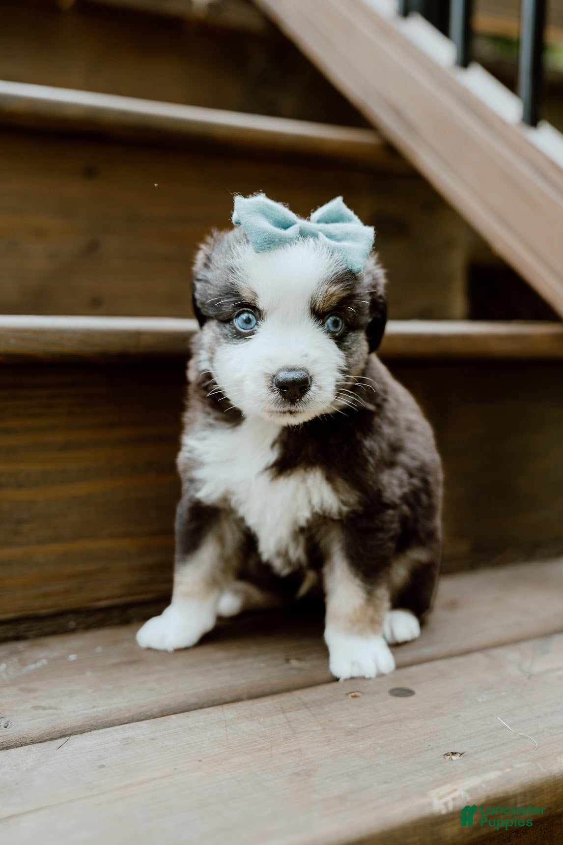 Miniature Australian Shepherd dogs Blue - Ad 1