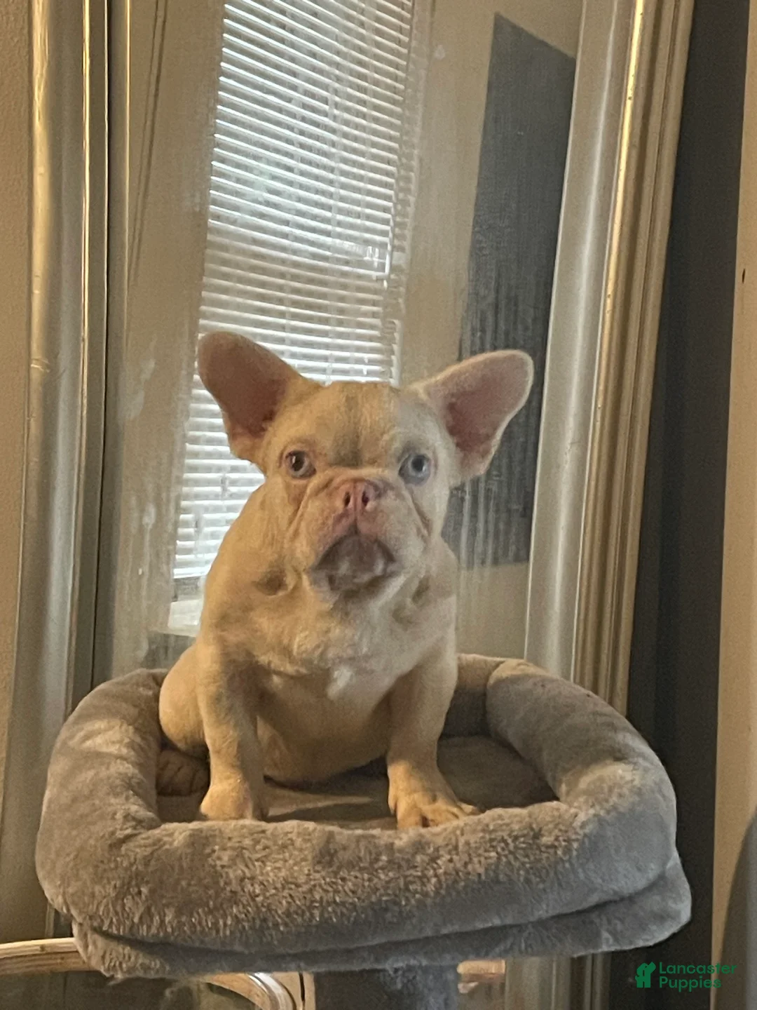 French Bulldog dogs for stud: Mercy & Stacks - Ad 5