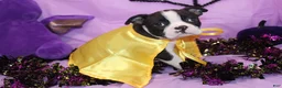 Boston Terrier dogs for sale: Zellah Our Curious Little Girl with a Big Personality - Ad 3