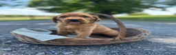 Mixed Breed dogs for sale: Bria - Ad 2