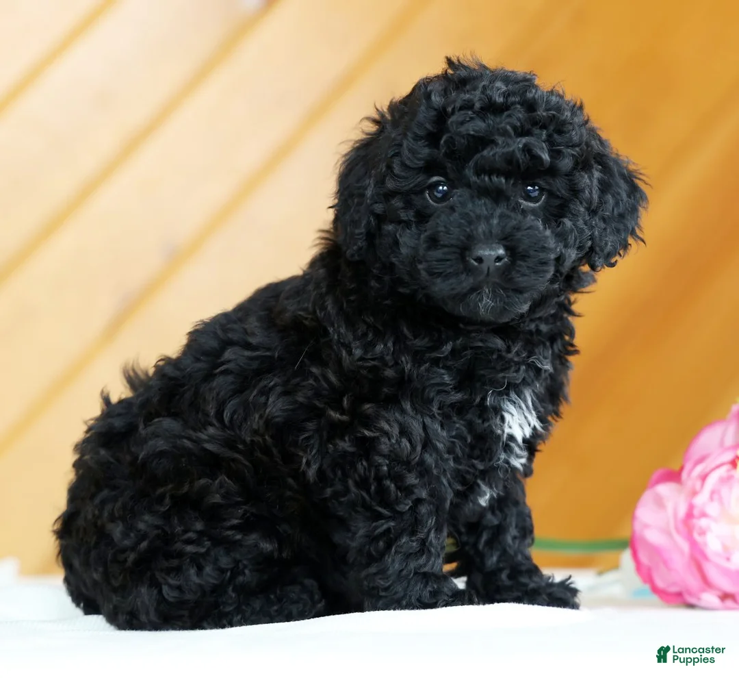 Toy Poodle dogs for sale: Bella - Ad 4